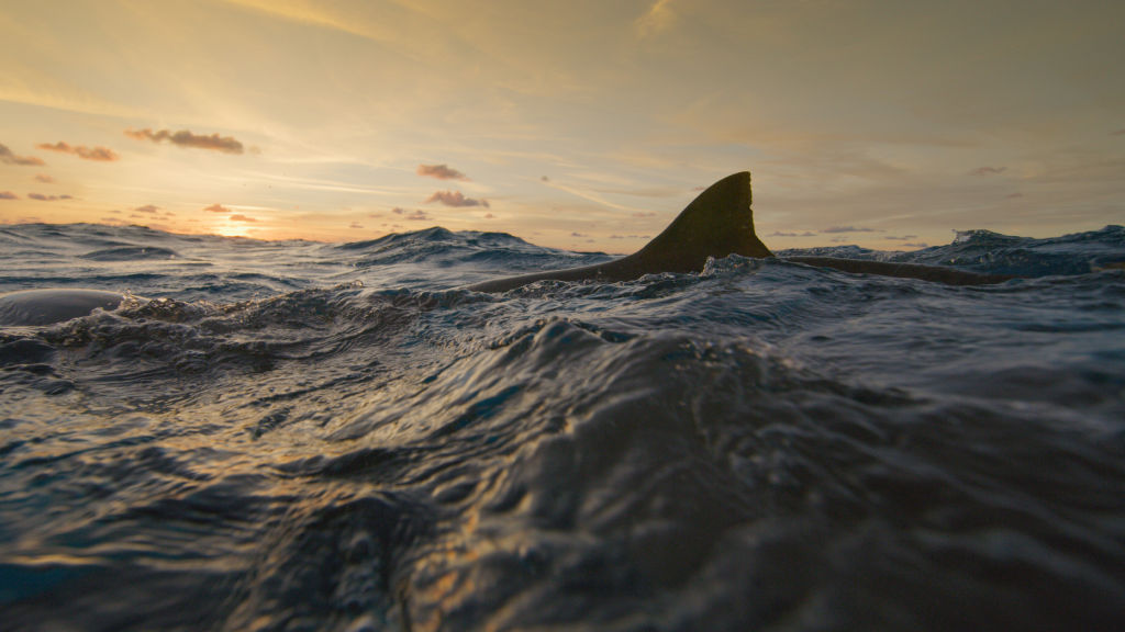 Köpekbalıkları Yunuslara Karşı : Bahamalar