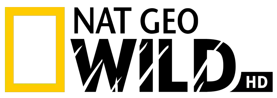 Kral Kobrayı Aramak