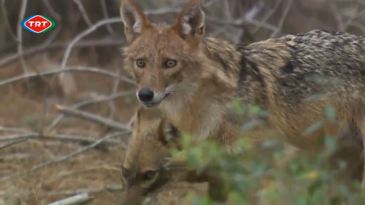Kuşlar, Çakallar ve Diğerleri