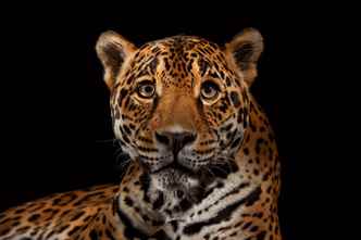 Leopar Krallığı