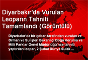 Leoparın Gözünden