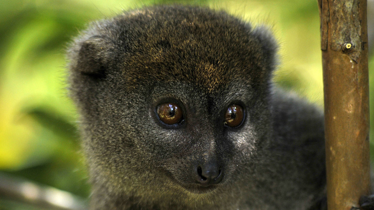 Madagaskar: Lemur Adası Efsanesi