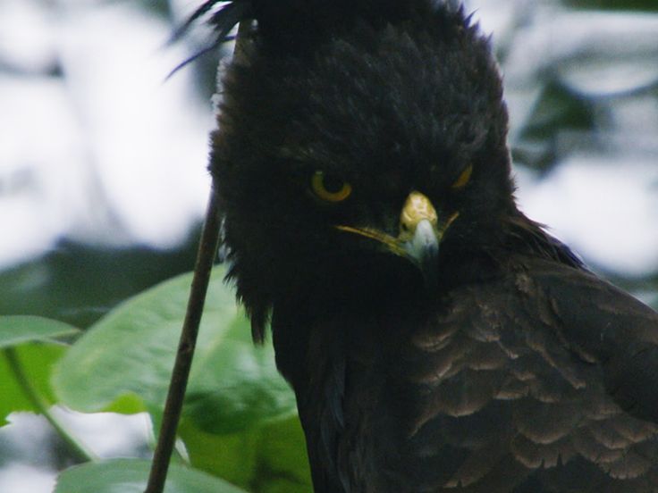 Megeti - Afrika'nın Kayıp Kurdu