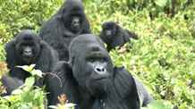 Mountain Gorillas: A Conservation Success