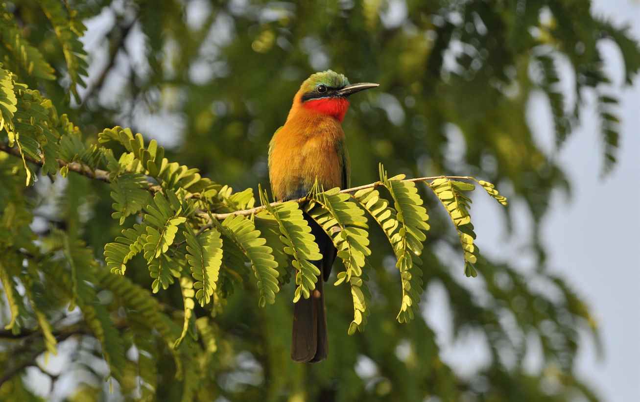 Muhteşem Yırtıcı Hayvanlar