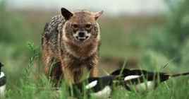 Nazilerin Karanlık Dünyası