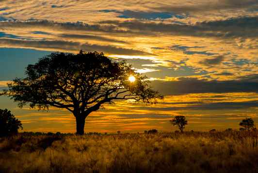 Okavango: A Flood of Life