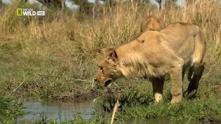 Okavango: Muhteşem Yolculuk