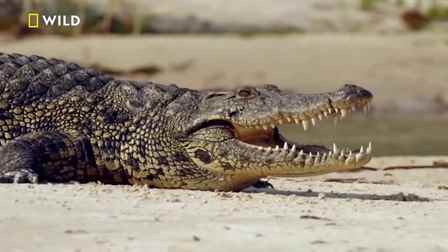 Okavango: Rüyalar Nehri