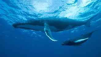 Okyanus Krallıkları