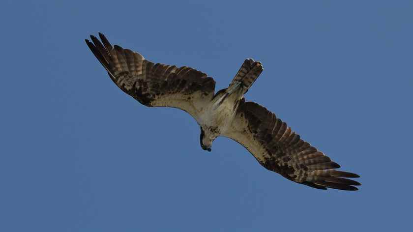 Okyanusların Çarpıştığı Yer