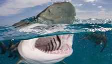 Okyanusun Derinliklerine Doğru