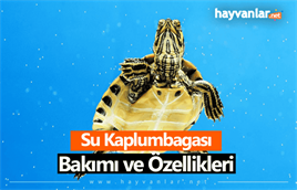 Ölüm Akvaryumu