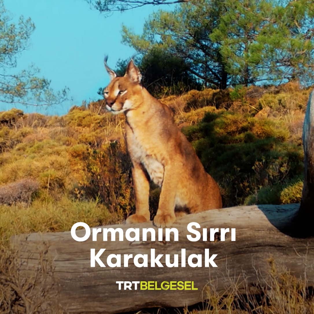 Ormanın Sırrı Karakulak