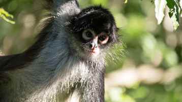 Orta Amerika'nın Vahşi Yüzü