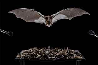 Patagonya'nın Kanatları