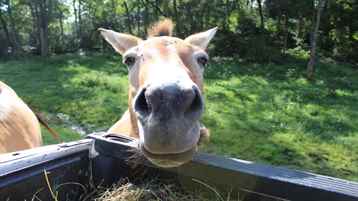 Photo Ark: Özel Sahneler