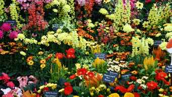 Return of the Tigers