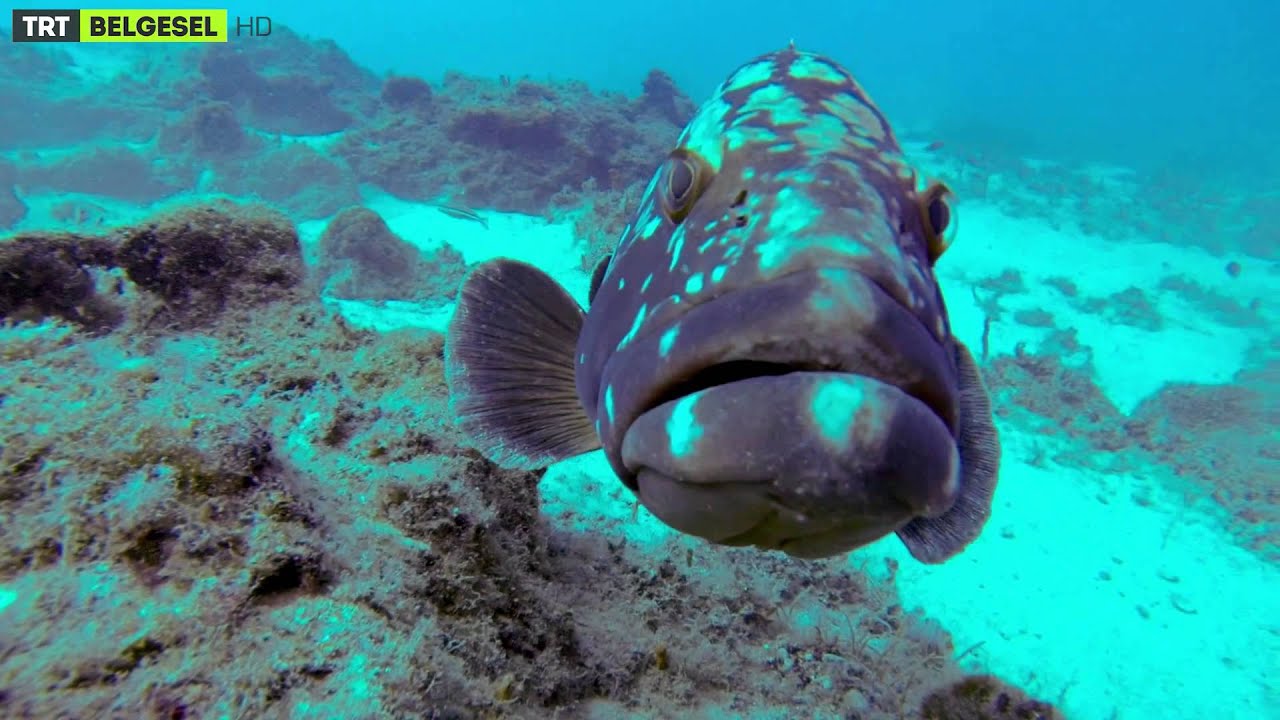 Rota: - 100 Su Altı Dünyası