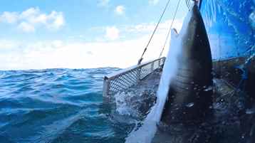 Saldırgan Köpekbalıkları