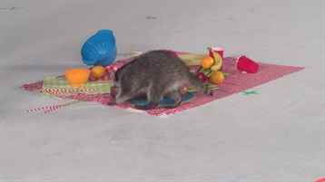 Saldırı Taktikleri: Kedigiller