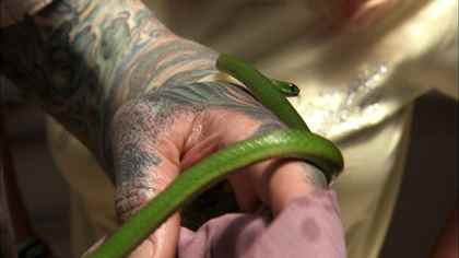 Şehirdeki Yılanlar: Yılan Oynatıcısı