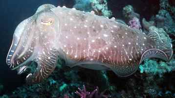 Sıra Dışı Canlılar: Garip Suratlar