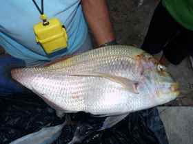 Suat Yiğit'le Balık Avı