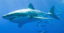 Tahmin: Köpekbalığı Saldırısı