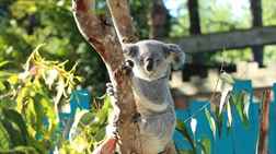 Tampa'nın Sırları