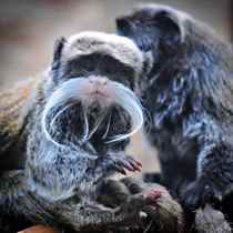 Tayland'ın Vahşi Kedileri