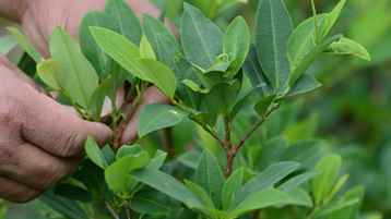 The Travel Show: Japan