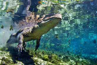 Timsahların Kıyameti