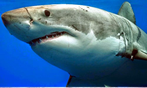 Tuhaf Köpek Balıkları: Yeni Dünyalar