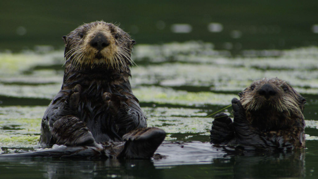 Vahşi Amerika Özel