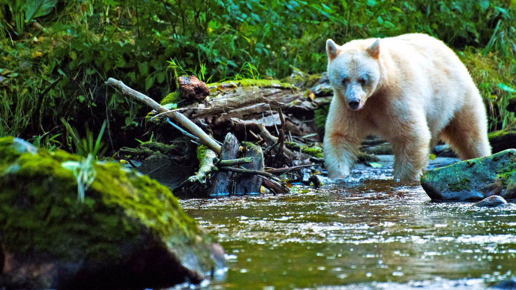 Vahşi Amerika : Pullu Deri Hikayesi Özel