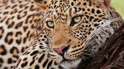 Vahşi Avcılar: Afrika'nın Ölümcül Katilleri
