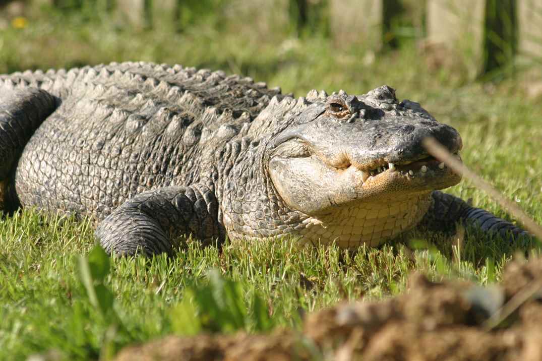 Vahşi Doğaya Yolculuk 2021