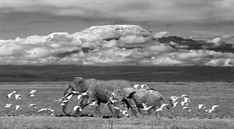 Vahşi Hayvan Yavruları