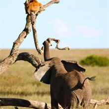 Vahşi Peru: Yaşam Mücadelesi