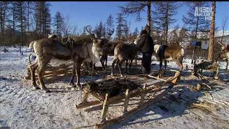 Vahşi Yıl: Sibirya