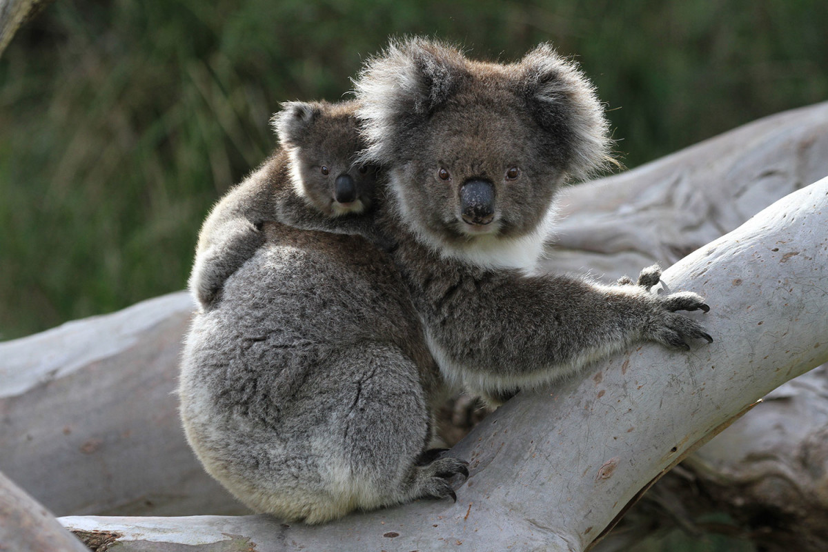 Vahşi Yolculuk: Avustralya
