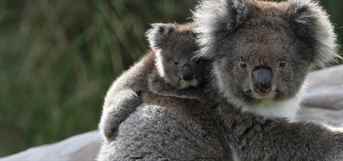 Vahşi Yolculuk: Botsvana