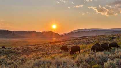 Vahşi Yolculuk: Vahşi Adalar