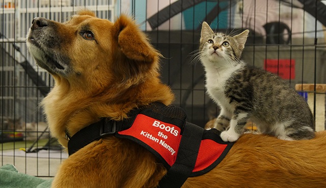 Veteriner Dostlar Özel