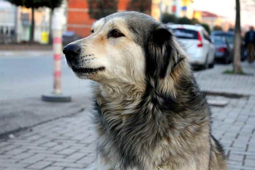 Veteriner Dostlar : Sürüngenler