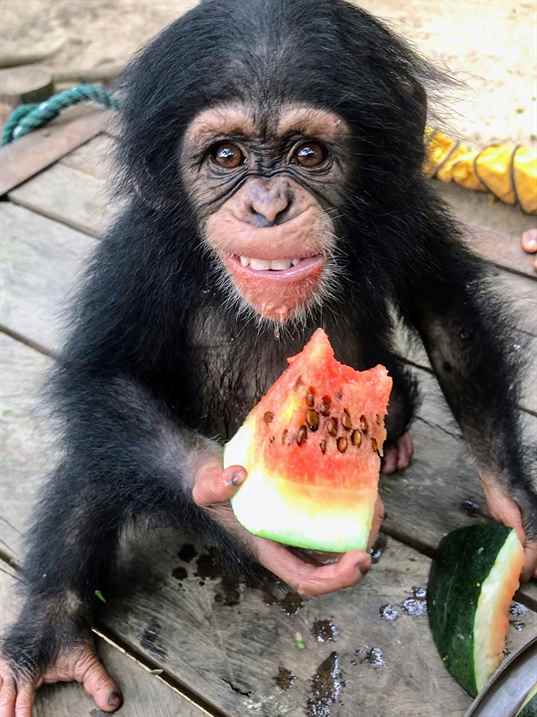 Wild Orphan Rescue