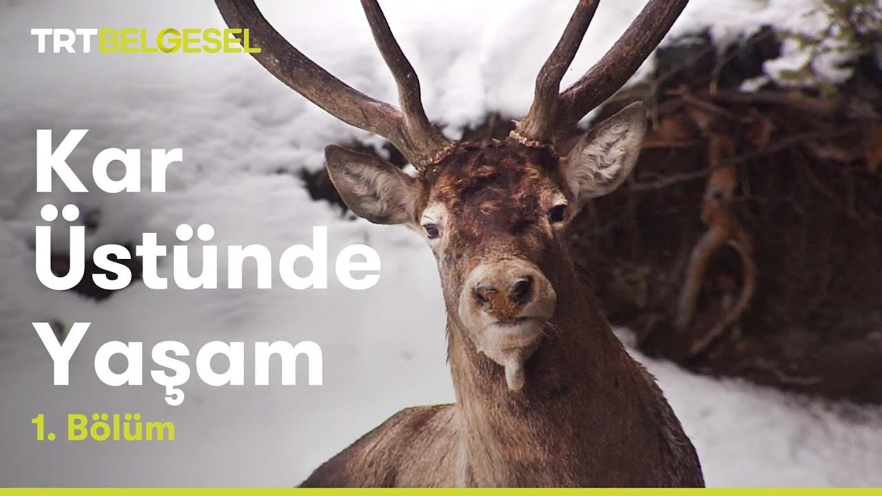 Yaşama Dönen Cennet