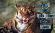 Yırtıcı Hataları: Avlananın Saldırısı