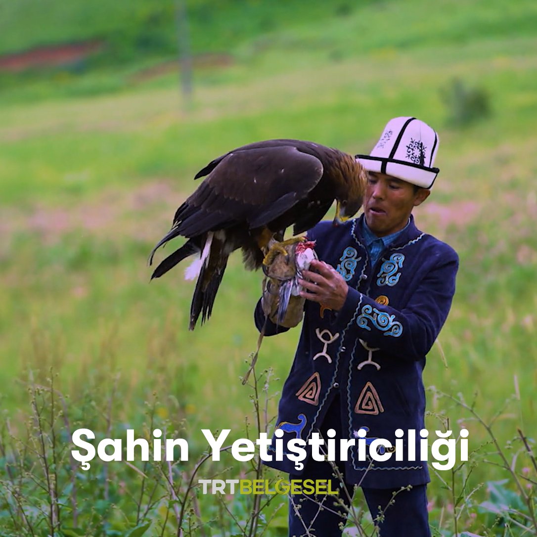 Yırtıcı Kuşlar